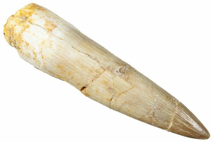 Fossil Plesiosaur (Zarafasaura) Tooth - Morocco #296355
